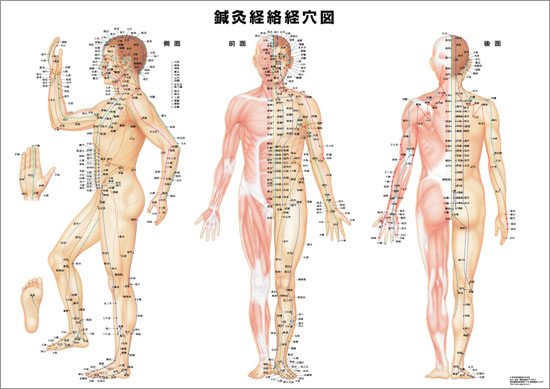 ツボって何個あるの？ - 【奈良 富雄 / 美容鍼 鍼灸 整体